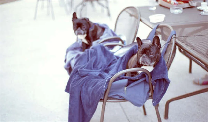 How to Spot and Remove Ticks from Your Cat: 5 Essential Steps