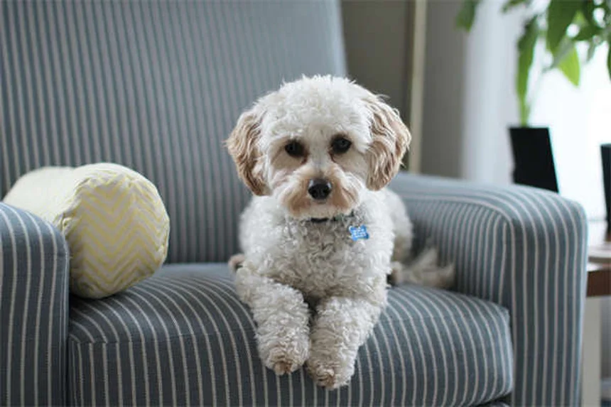 Should You Let Your Dog on the Couch? The Ultimate Guide
