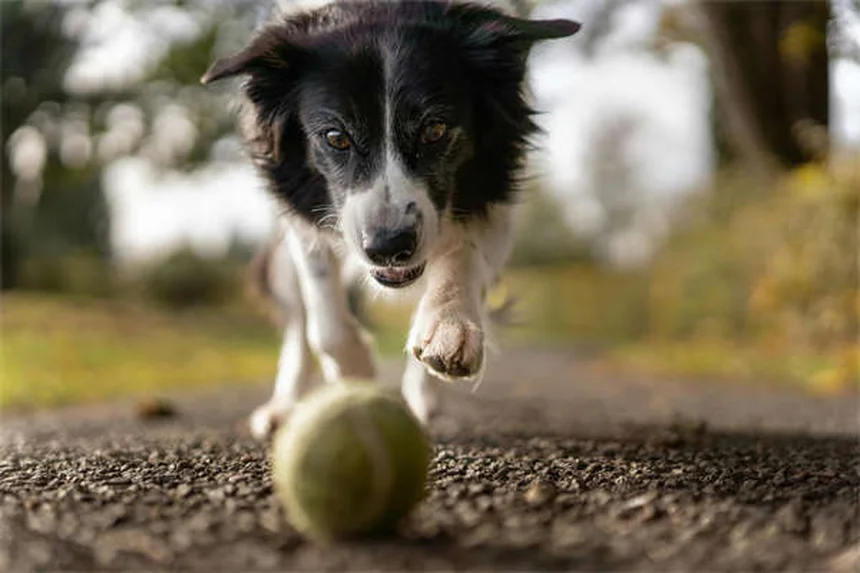 5 Warning Signs Your Dog Needs More Exercise (And What to Do)