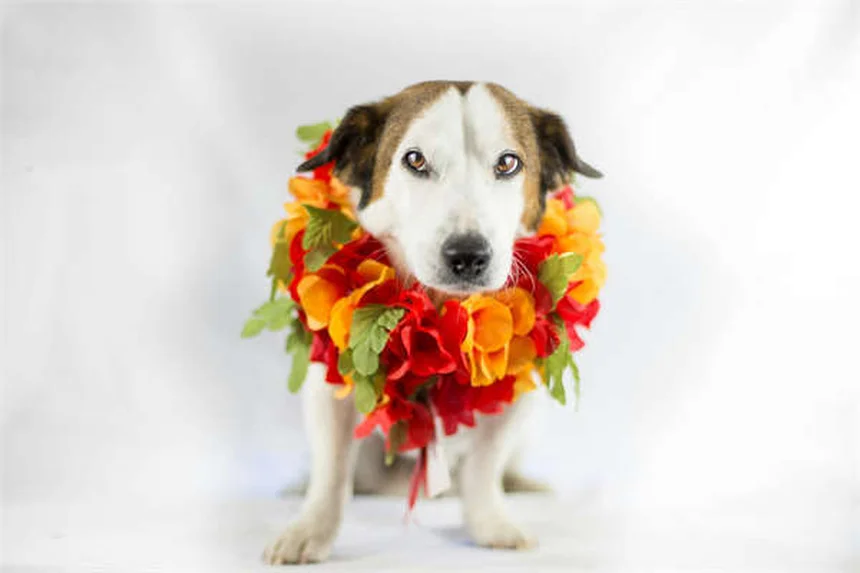 Is Christmas Cactus Toxic to Cats? Vet-Approved Safety Guide